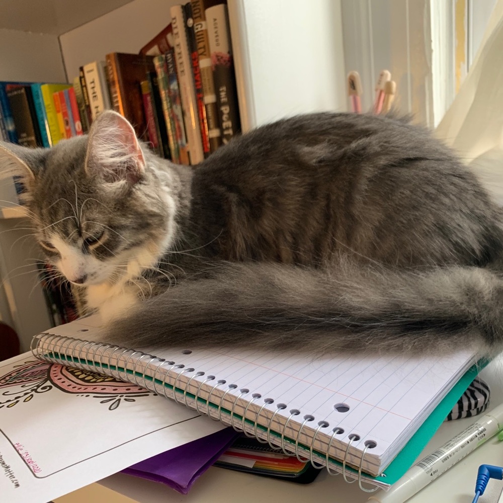 Meet your Posher, El